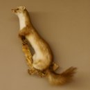 Steinmarder Marder auf Ast Präparat taxidermy Deko Tierpräparat 89.5.223
