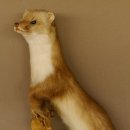Steinmarder Marder auf Ast Präparat taxidermy Deko Tierpräparat 89.5.223