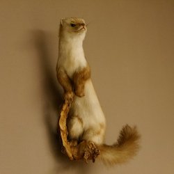 Steinmarder Marder auf Ast Präparat taxidermy Deko Tierpräparat 89.5.223