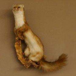 Steinmarder Marder auf Ast Präparat taxidermy Deko Tierpräparat 89.5.223
