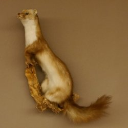 Steinmarder Marder auf Ast Präparat taxidermy Deko Tierpräparat 89.5.223