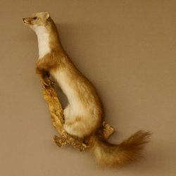 Steinmarder Marder auf Ast Präparat taxidermy Deko Tierpräparat 89.5.223