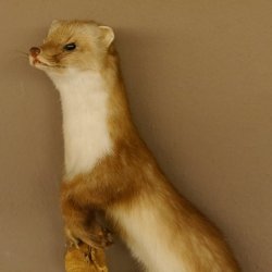 Steinmarder Marder auf Ast Präparat taxidermy Deko Tierpräparat 89.5.223