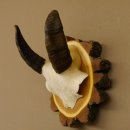 Mufflon (Ovis gmelini musimon) Mini Widder Geweih Schädeltrophäe Hornlänge 12,4 cm auf Baumscheibe 82.1.118