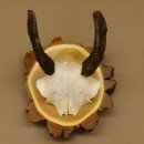 Mufflon (Ovis gmelini musimon) Mini Widder Geweih Schädeltrophäe Hornlänge 12,4 cm auf Baumscheibe 82.1.118