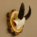 Mufflon (Ovis gmelini musimon) Mini Widder Geweih Schädeltrophäe Hornlänge 12,4 cm auf Baumscheibe 82.1.118