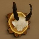 Mufflon (Ovis gmelini musimon) Mini Widder Geweih Schädeltrophäe Hornlänge 12,4 cm auf Baumscheibe 82.1.118