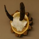 Mufflon (Ovis gmelini musimon) Mini Widder Geweih Schädeltrophäe Hornlänge 12,4 cm auf Baumscheibe 82.1.118