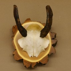 Mufflon (Ovis gmelini musimon) Mini Widder Geweih Schädeltrophäe Hornlänge 12,4 cm auf Baumscheibe 82.1.118