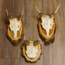 Damhirsch Schädel 3er Set Geweih auf Baumscheibe Dam Hirsch Hirschgeweih 72.533