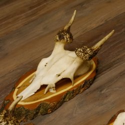 Damhirsch Schädel 3er Set Geweih auf Baumscheibe Dam Hirsch Hirschgeweih 72.533