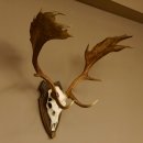 Damhirsch Geweih Höhe 79 cm auf Trophäenschild Dam Hirsch Hirschgeweih 72.532