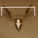 Damhirsch Geweih Höhe 79 cm auf Trophäenschild Dam Hirsch Hirschgeweih 72.532