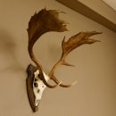 Damhirsch Geweih Höhe 79 cm auf Trophäenschild Dam Hirsch Hirschgeweih 72.532