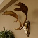 Damhirsch Geweih Höhe 79 cm auf Trophäenschild Dam Hirsch Hirschgeweih 72.532