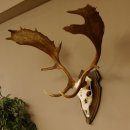 Damhirsch Geweih Höhe 79 cm auf Trophäenschild Dam Hirsch Hirschgeweih 72.532