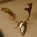 Damhirsch Geweih Höhe 79 cm auf Trophäenschild Dam Hirsch Hirschgeweih 72.532