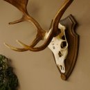 Damhirsch Geweih Höhe 79 cm auf Trophäenschild Dam Hirsch Hirschgeweih 72.532