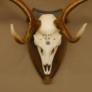 Damhirsch Geweih Höhe 79 cm auf Trophäenschild Dam Hirsch Hirschgeweih 72.532