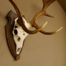 Damhirsch Geweih Höhe 79 cm auf Trophäenschild Dam Hirsch Hirschgeweih 72.532