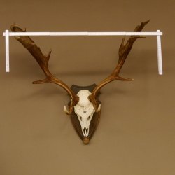 Damhirsch Geweih Höhe 79 cm auf Trophäenschild Dam Hirsch Hirschgeweih 72.532