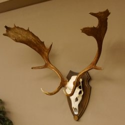Damhirsch Geweih Höhe 79 cm auf Trophäenschild Dam Hirsch Hirschgeweih 72.532