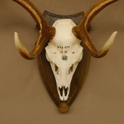 Damhirsch Geweih Höhe 79 cm auf Trophäenschild Dam Hirsch Hirschgeweih 72.532