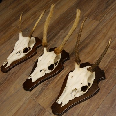 Rothirschgeweih Spießer 3er Set Hirsch Hirschgeweih Geweih Trophäenschilder 70.1014