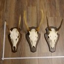 Rothirschgeweih Spießer 3er Set Hirsch Hirschgeweih...