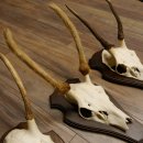 Rothirschgeweih Spießer 3er Set Hirsch Hirschgeweih Geweih Trophäenschilder 70.1014
