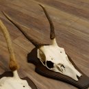 Rothirschgeweih Spießer 3er Set Hirsch Hirschgeweih Geweih Trophäenschilder 70.1014
