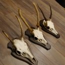 Rothirschgeweih Spießer 3er Set Hirsch Hirschgeweih Geweih Trophäenschilder 70.1014