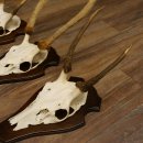 Rothirschgeweih Spießer 3er Set Hirsch Hirschgeweih Geweih Trophäenschilder 70.1014