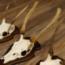 Rothirschgeweih Spießer 3er Set Hirsch Hirschgeweih Geweih Trophäenschilder 70.1014
