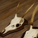 Rothirschgeweih Spießer 3er Set Hirsch Hirschgeweih Geweih Trophäenschilder 70.1014