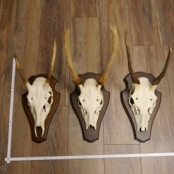 Rothirschgeweih Spießer 3er Set Hirsch Hirschgeweih Geweih Trophäenschilder 70.1014