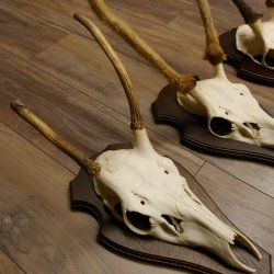 Rothirschgeweih Spießer 3er Set Hirsch Hirschgeweih Geweih Trophäenschilder 70.1014