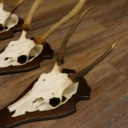 Rothirschgeweih Spießer 3er Set Hirsch Hirschgeweih Geweih Trophäenschilder 70.1014