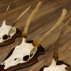 Rothirschgeweih Spießer 3er Set Hirsch Hirschgeweih Geweih Trophäenschilder 70.1014