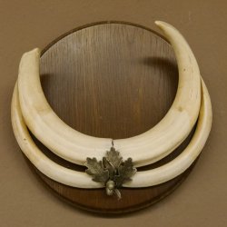 Warzenschwein Waffen Hauer max. 24 cm Keiler Gewaff Afrika Trophäenschild 88.15.66