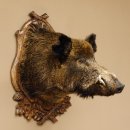 Wildschwein Europäisches Keiler großer...