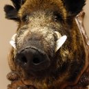 Wildschwein Europäisches Keiler großer Keilerkopf Höhe 95 cm Kopf Tierpräparat Präparat Trophäe Schild 34.1.70