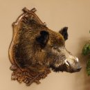 Wildschwein Europäisches Keiler großer...