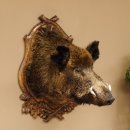 Wildschwein Europäisches Keiler großer Keilerkopf Höhe 95 cm Kopf Tierpräparat Präparat Trophäe Schild 34.1.70