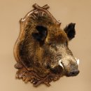 Wildschwein Europäisches Keiler großer Keilerkopf Höhe 95 cm Kopf Tierpräparat Präparat Trophäe Schild 34.1.70