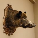 Wildschwein Europäisches Keiler großer Keilerkopf Höhe 95 cm Kopf Tierpräparat Präparat Trophäe Schild 34.1.70