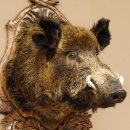 Wildschwein Europäisches Keiler großer Keilerkopf Höhe 95 cm Kopf Tierpräparat Präparat Trophäe Schild 34.1.70