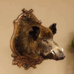Wildschwein Europäisches Keiler großer Keilerkopf Höhe 95 cm Kopf Tierpräparat Präparat Trophäe Schild 34.1.70