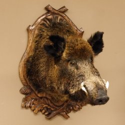 Wildschwein Europäisches Keiler großer Keilerkopf Höhe 95 cm Kopf Tierpräparat Präparat Trophäe Schild 34.1.70