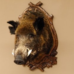 Wildschwein Europäisches Keiler großer Keilerkopf Höhe 95 cm Kopf Tierpräparat Präparat Trophäe Schild 34.1.70